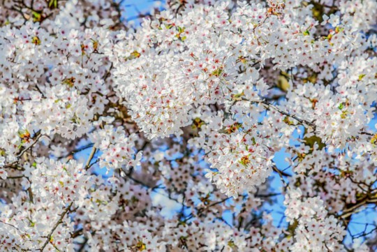 水仙花开败后修剪秘籍，让美丽再绽放