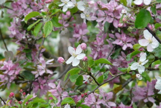 蜂室花养殖秘籍，打造绚烂花园新热点